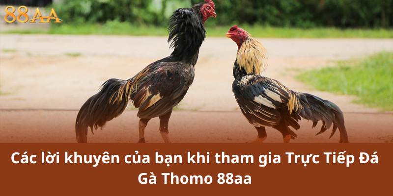 Các lời khuyên của bạn khi tham gia Trực Tiếp Đá Gà Thomo 88aa