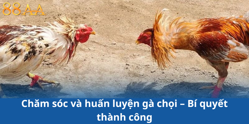 Chăm sóc và huấn luyện gà chọi – Bí quyết thành công